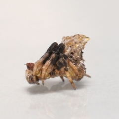 Celaenia sp. (genus) (False bird-poo spider) at Evatt, ACT - 26 Apr 2022 by TimL
