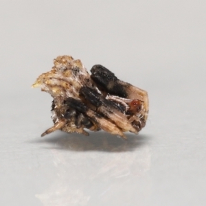 Celaenia sp. (genus) at Evatt, ACT - 26 Apr 2022