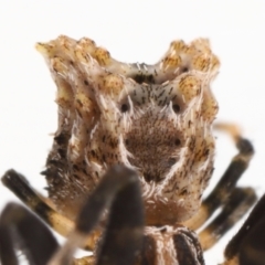 Celaenia sp. (genus) at Evatt, ACT - 26 Apr 2022