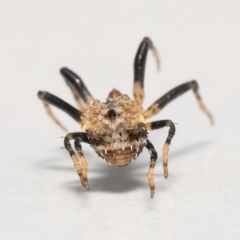 Celaenia sp. (genus) at Evatt, ACT - 26 Apr 2022 02:32 PM