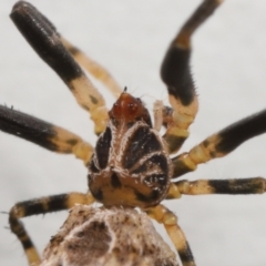 Celaenia sp. (genus) at Evatt, ACT - 26 Apr 2022 02:32 PM