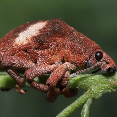 Gonipterus pulverulentus (Eucalyptus weevil) at ANBG - 1 May 2022 by TimL