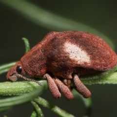 Gonipterus pulverulentus at Acton, ACT - 1 May 2022