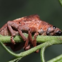 Gonipterus pulverulentus at Acton, ACT - 1 May 2022