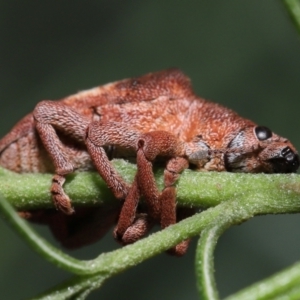 Gonipterus pulverulentus at Acton, ACT - 1 May 2022