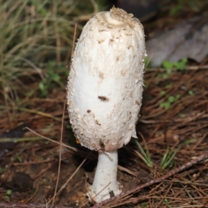 Coprinus comatus at Evatt, ACT - 30 Apr 2022 10:13 AM