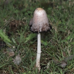 Coprinus comatus at Evatt, ACT - 30 Apr 2022 10:13 AM