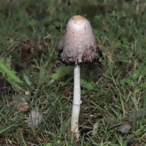 Coprinus comatus at Evatt, ACT - 30 Apr 2022 10:13 AM