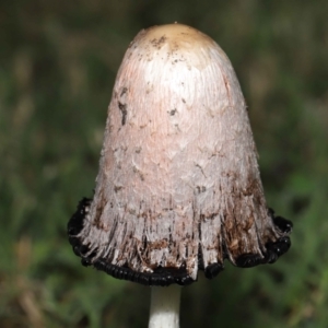 Coprinus comatus at Evatt, ACT - 30 Apr 2022 10:13 AM