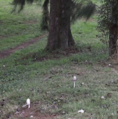 Coprinus comatus at Evatt, ACT - 30 Apr 2022 10:13 AM