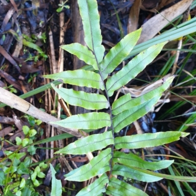 Blechnum minus (Soft Water Fern) at Lower Cotter Catchment - 29 Apr 2022 by gregbaines