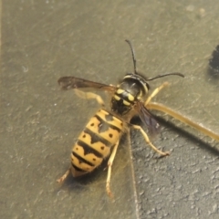 Vespula germanica (European Wasp, German Yellowjacket Wasp) at Conder, ACT - 30 Apr 2022 by MichaelBedingfield