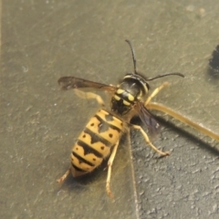Vespula germanica (European wasp) at Conder, ACT - 30 Apr 2022 by michaelb