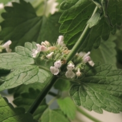 Nepeta cataria (Catmint, Catnip) at Tennent, ACT - 11 Jan 2022 by MichaelBedingfield