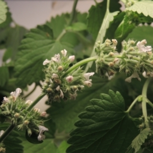 Nepeta cataria at Tennent, ACT - 11 Jan 2022