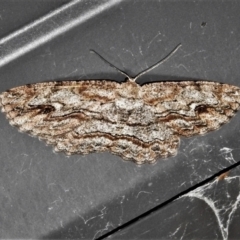 Ectropis excursaria (Common Bark Moth) at Wanniassa, ACT - 30 Apr 2022 by JohnBundock