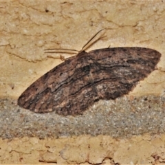 Ectropis (genus) (An engrailed moth) at Wanniassa, ACT - 30 Apr 2022 by JohnBundock