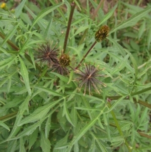 Bidens subalternans at Hawker, ACT - 21 Mar 2022