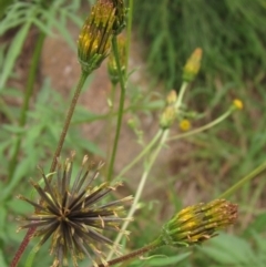 Bidens subalternans at Hawker, ACT - 21 Mar 2022