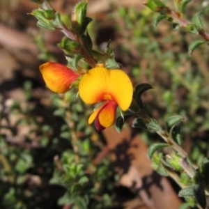 Pultenaea procumbens at Hawker, ACT - 30 Apr 2022