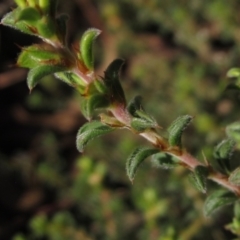 Pultenaea procumbens at Hawker, ACT - 30 Apr 2022