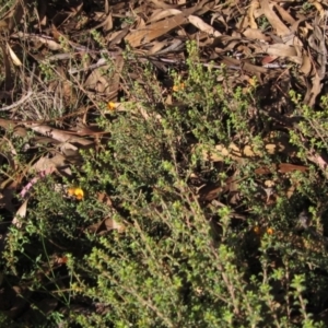 Pultenaea procumbens at Hawker, ACT - 30 Apr 2022