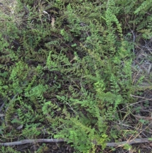 Cheilanthes sieberi at Weetangera, ACT - 30 Apr 2022