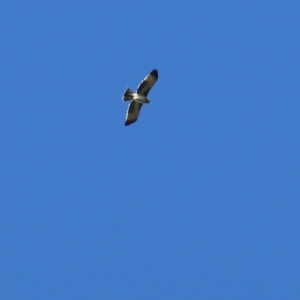 Hieraaetus morphnoides at Chiltern, VIC - 2 May 2022