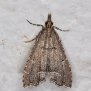 Diplopseustis perieresalis at Melba, ACT - 15 Apr 2022 12:07 AM