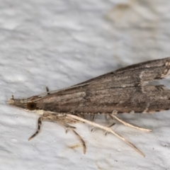 Diplopseustis perieresalis at Melba, ACT - 15 Apr 2022 12:07 AM