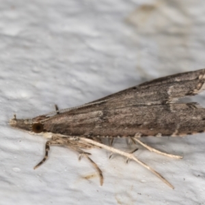 Diplopseustis perieresalis at Melba, ACT - 15 Apr 2022 12:07 AM