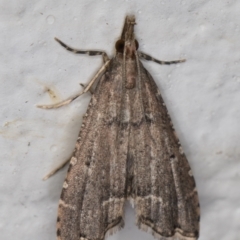 Diplopseustis perieresalis at Melba, ACT - 15 Apr 2022