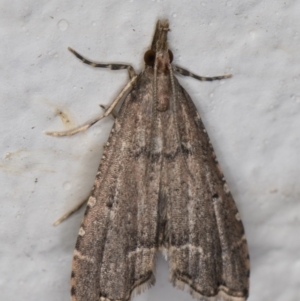 Diplopseustis perieresalis at Melba, ACT - 15 Apr 2022 12:07 AM