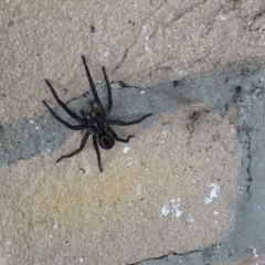 Tasmanicosa sp. (genus) (Unidentified Tasmanicosa wolf spider) at Bellmount Forest, NSW - 2 May 2022 by flutterbye