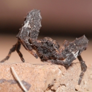 Stephanopis sp. (genus) at Evatt, ACT - 24 Apr 2022 02:16 PM