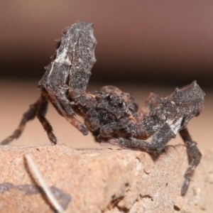 Stephanopis sp. (genus) at Evatt, ACT - 24 Apr 2022