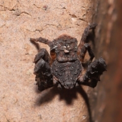 Stephanopis sp. (genus) at Evatt, ACT - 24 Apr 2022 02:16 PM