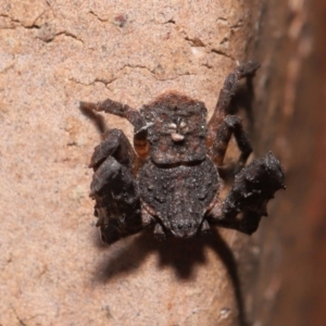 Stephanopis sp. (genus) at Evatt, ACT - 24 Apr 2022