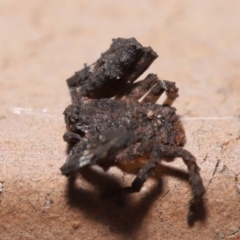 Stephanopis sp. (genus) at Evatt, ACT - 24 Apr 2022