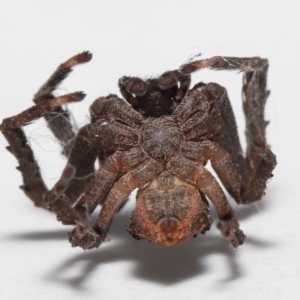 Stephanopis sp. (genus) at Evatt, ACT - 24 Apr 2022 02:16 PM