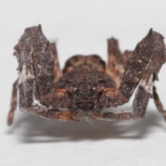 Stephanopis sp. (genus) at Evatt, ACT - 24 Apr 2022 02:16 PM