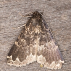 Mormoscopa sordescens (An Erebid moth (Herminiinae)) at Melba, ACT - 15 Apr 2022 by kasiaaus