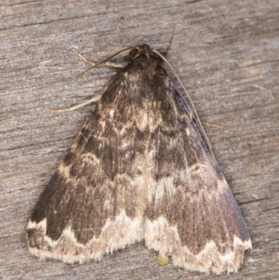 Mormoscopa sordescens (An Erebid moth (Herminiinae)) at Melba, ACT - 14 Apr 2022 by kasiaaus