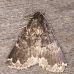 Mormoscopa sordescens (An Erebid moth (Herminiinae)) at Melba, ACT - 14 Apr 2022 by kasiaaus