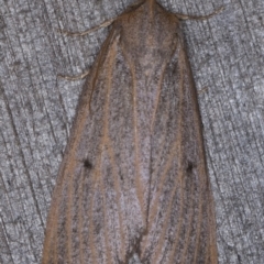 Paralaea porphyrinaria at Melba, ACT - 15 Apr 2022 12:11 AM