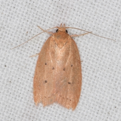 Garrha (genus) (A concealer moth) at Melba, ACT - 15 Apr 2022 by kasiaaus