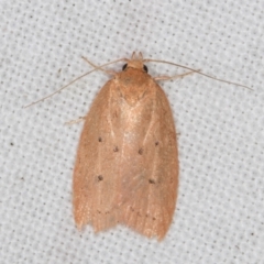 Garrha (genus) (A concealer moth) at Melba, ACT - 14 Apr 2022 by kasiaaus