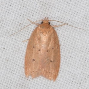 Garrha (genus) at Melba, ACT - 15 Apr 2022