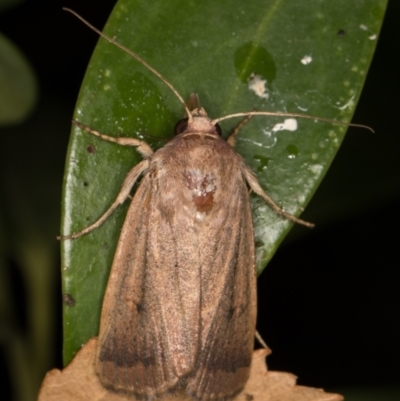 Proteuxoa (genus) (A Noctuid moth) at Melba, ACT - 18 Apr 2022 by kasiaaus