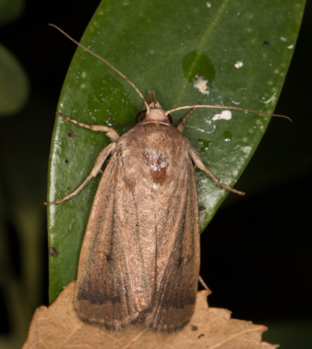 Proteuxoa (genus) at Melba, ACT - 18 Apr 2022